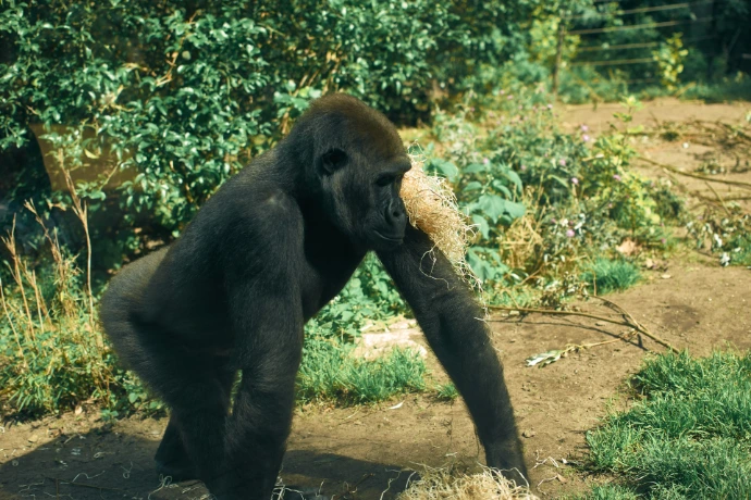 a gorilla eating hay in a zoo enclosure